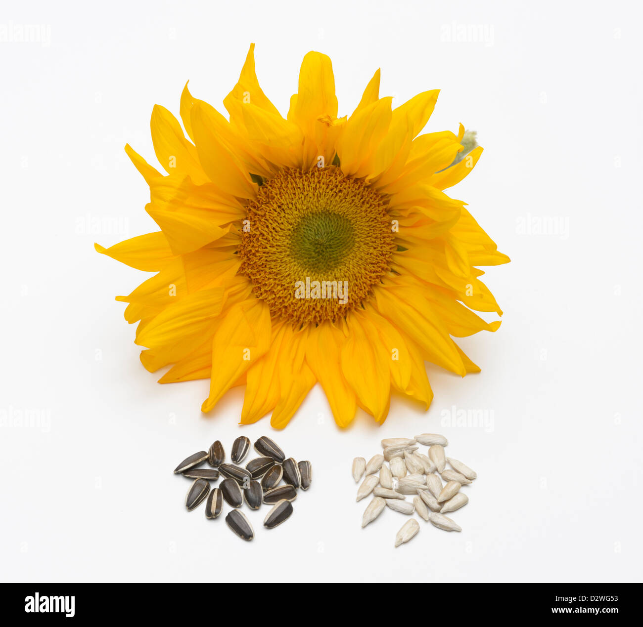 Sunflower, Helianthus annuus Stock Photo