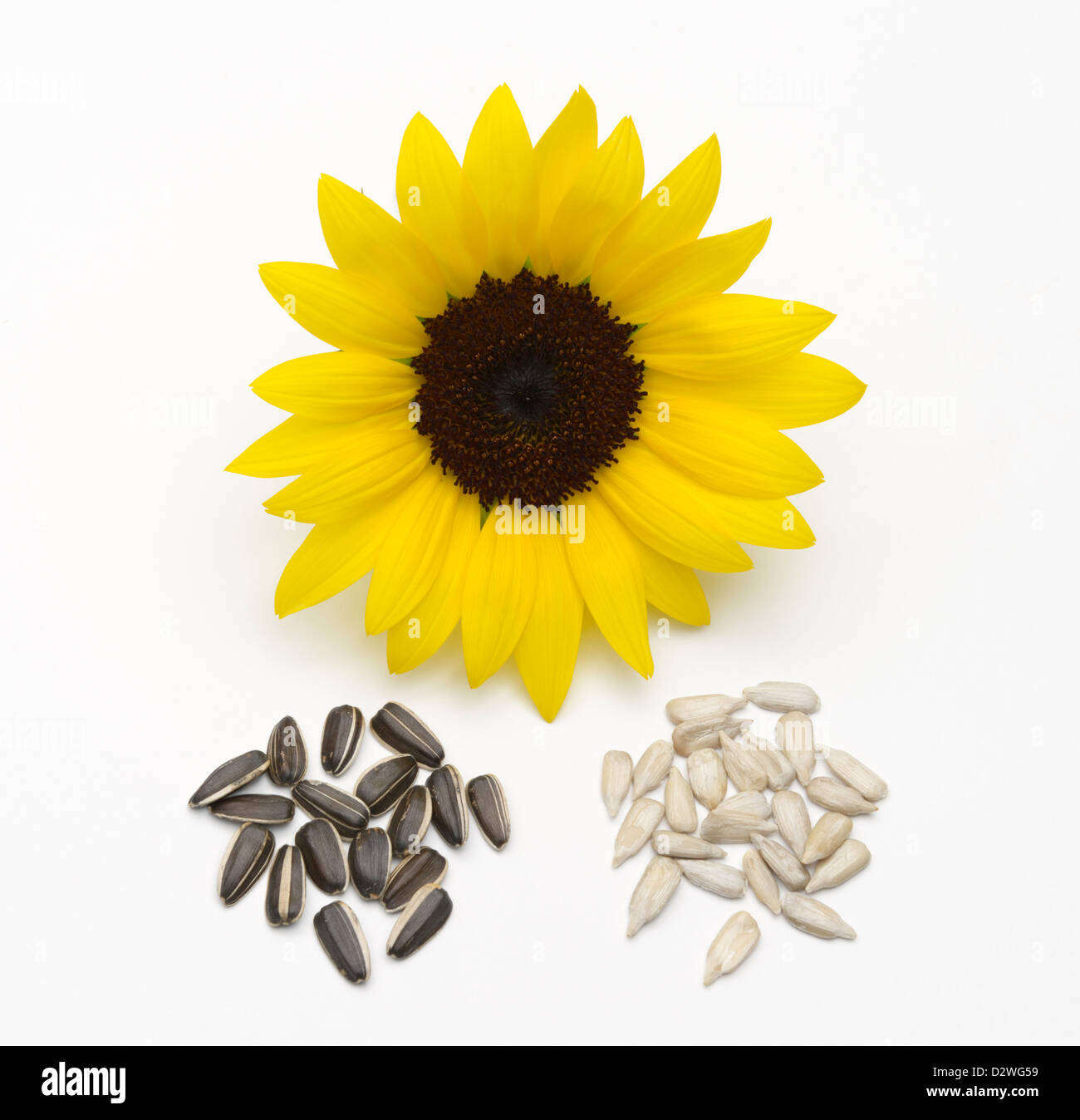 Sunflower, Helianthus annuus Stock Photo