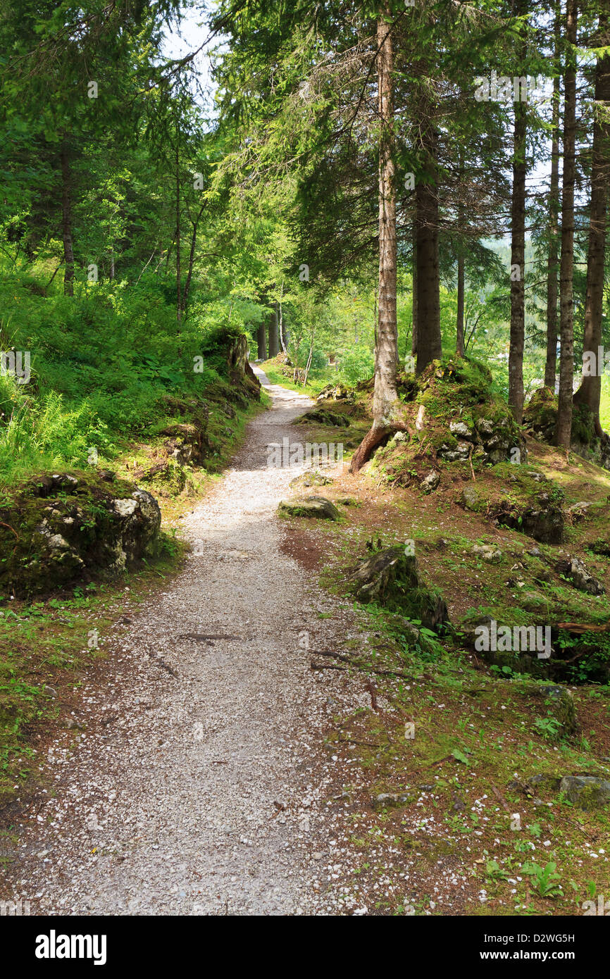 alpine pathway through the forest on summer Stock Photo