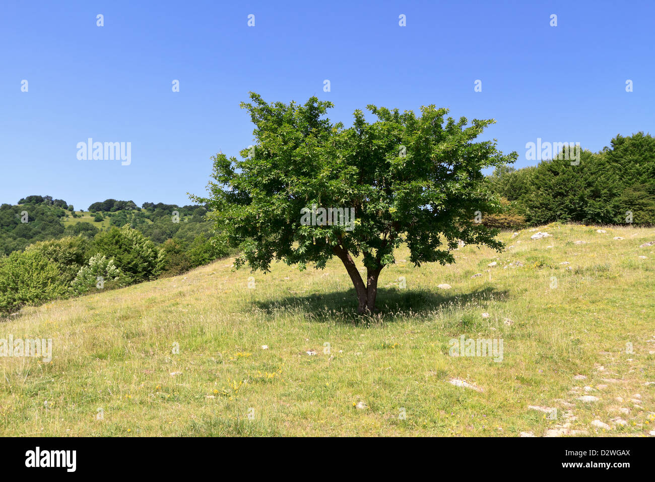 green field and beech tree in Italian country Stock Photo