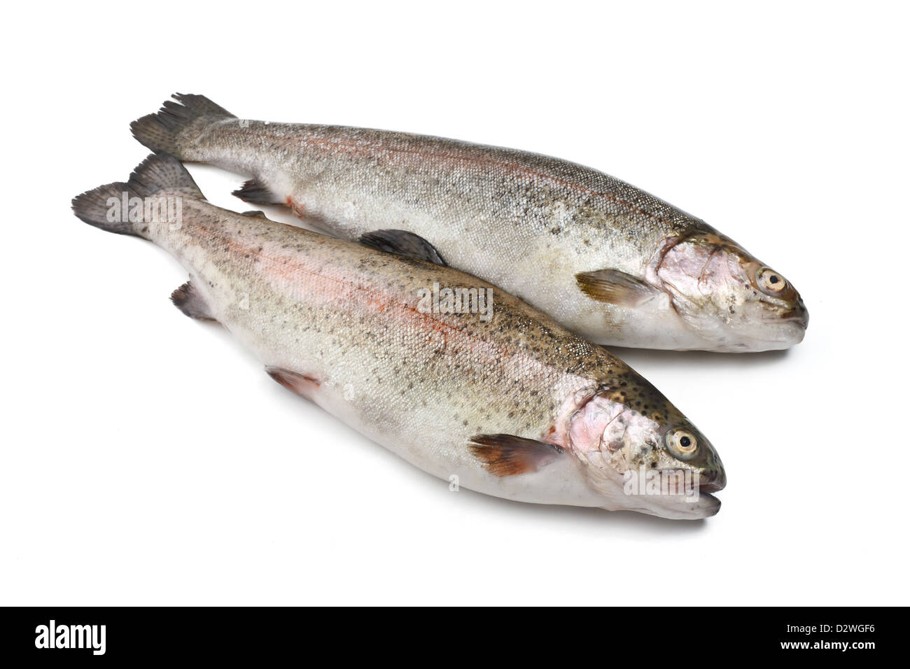 two fresh rainbow trout fish over white background Stock Photo