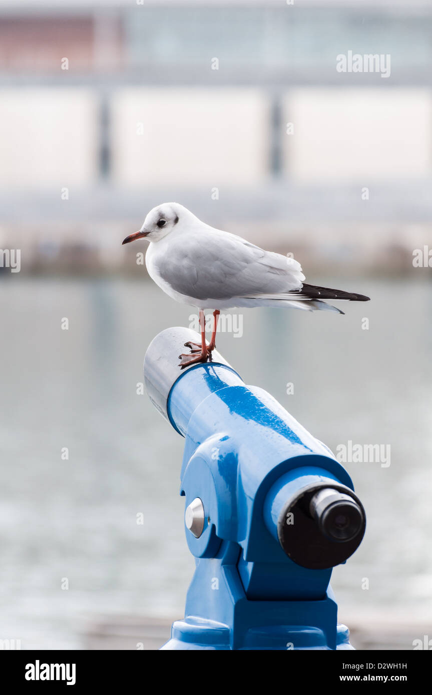 Seagull standing on a spyglass. Stock Photo