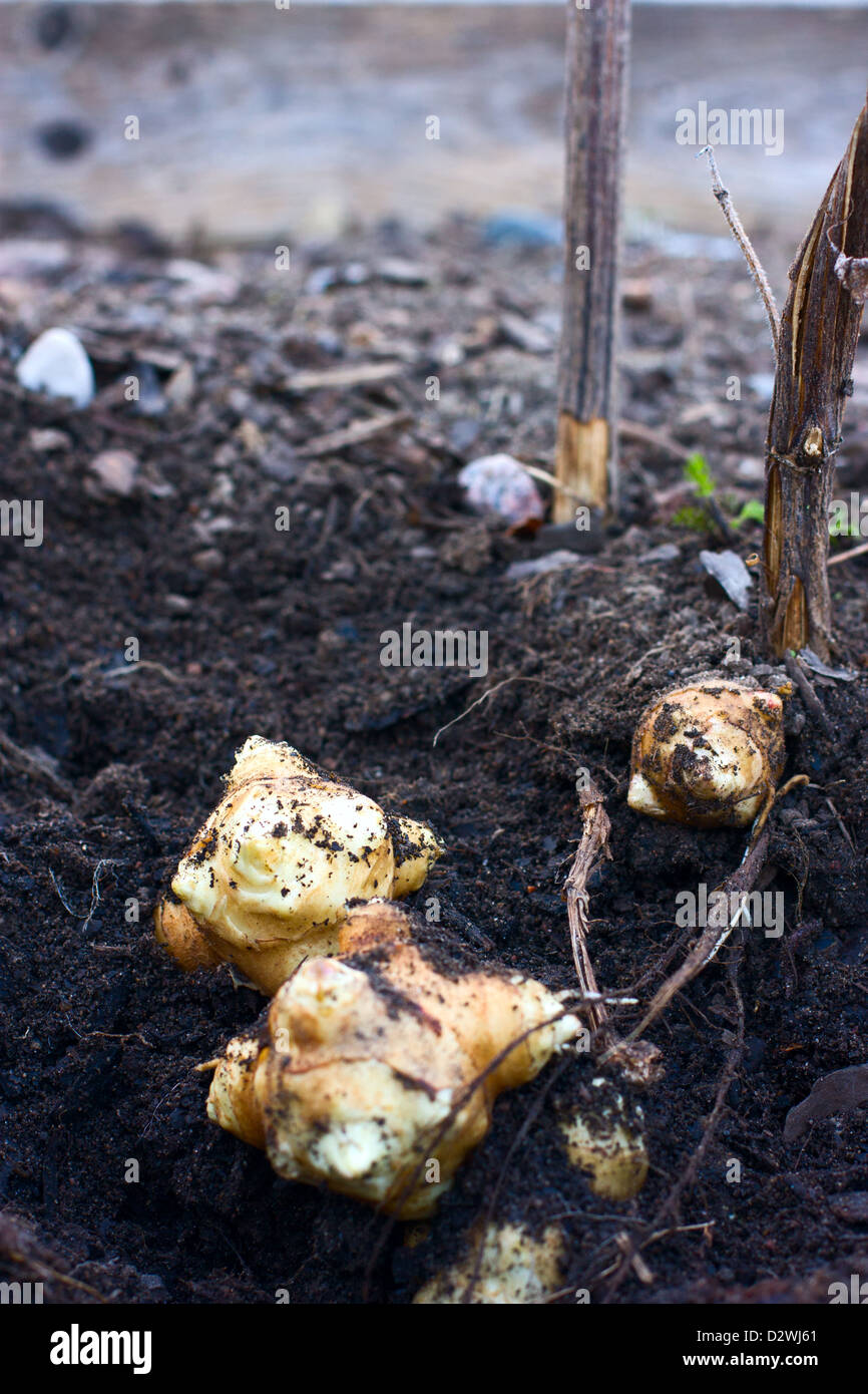 Jerusalem artichoke (Helianthus tuberosus) in a pile fresh from the ground. Stock Photo