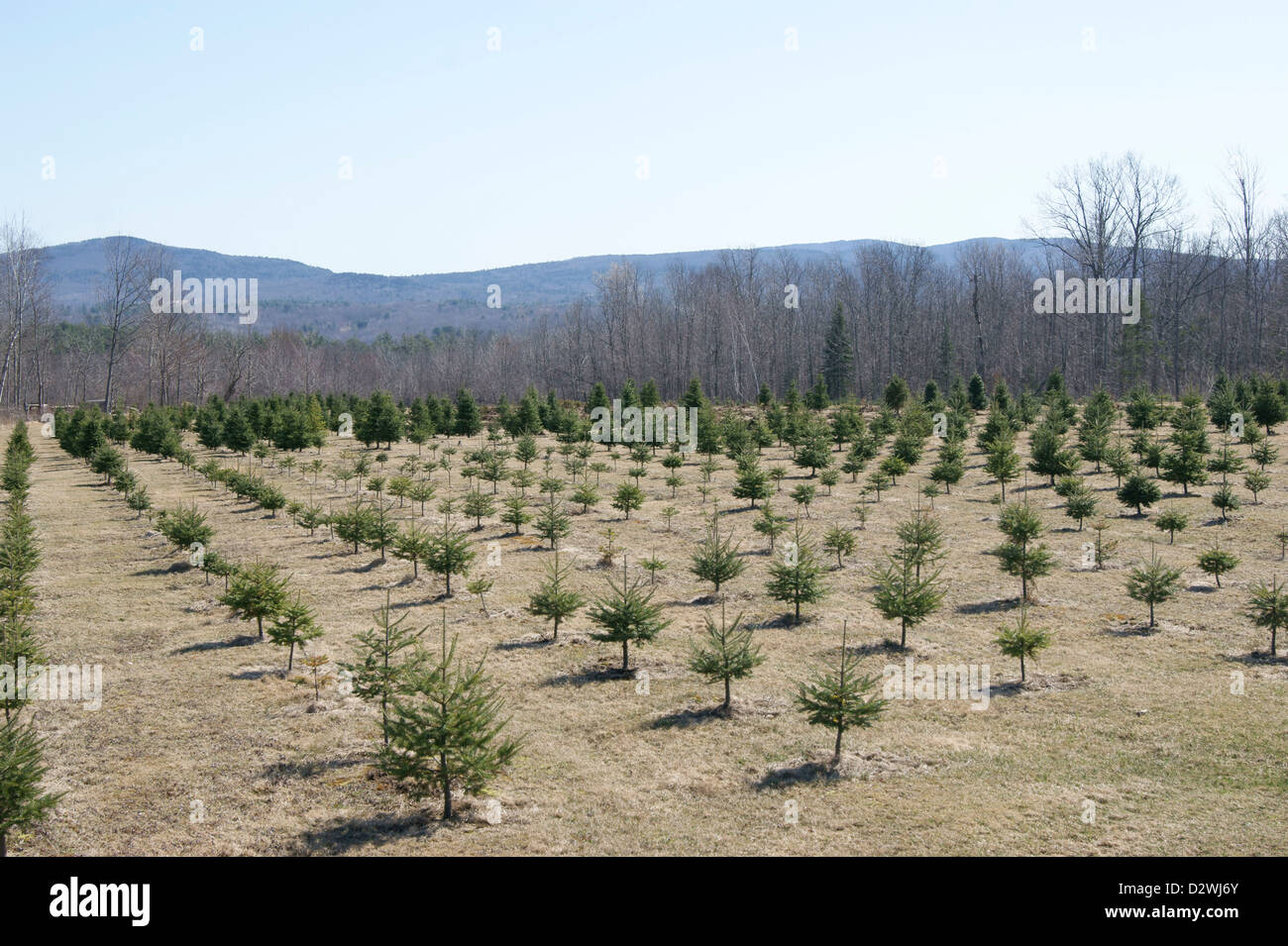 Fulllength view of trees growing at a Christmas tree farm in Maine