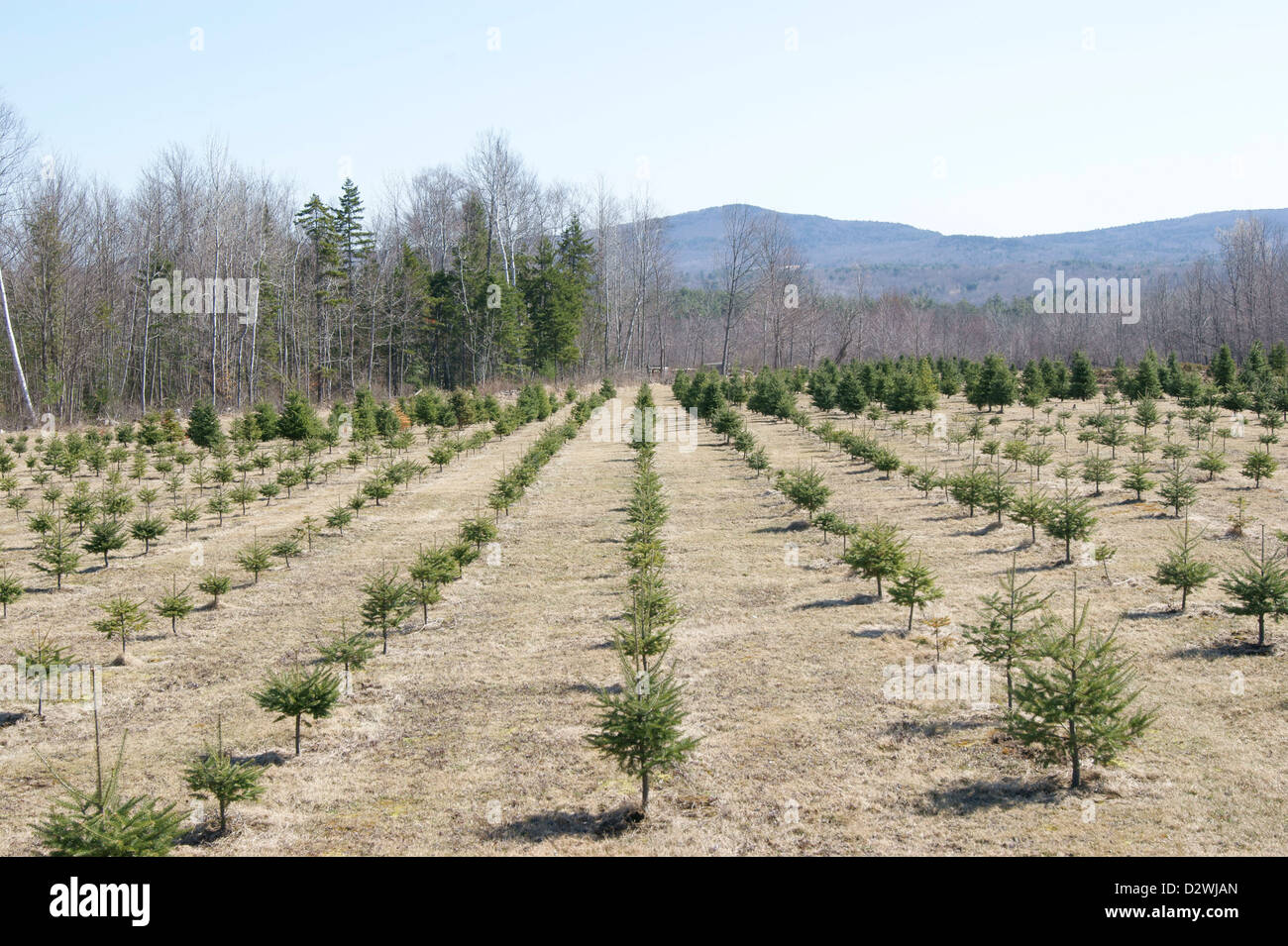 Full-length view of young trees growing at a Christmas tree farm in Maine. Stock Photo