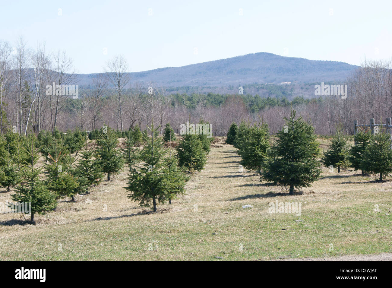 Fulllength view of trees growing at a Christmas tree farm in Maine