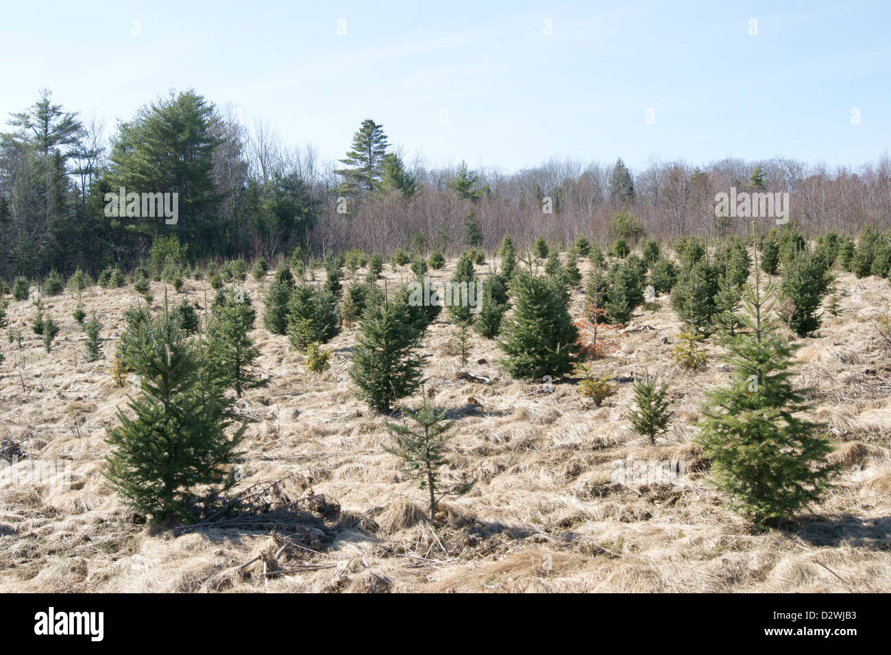 Growing rows hires stock photography and images Alamy