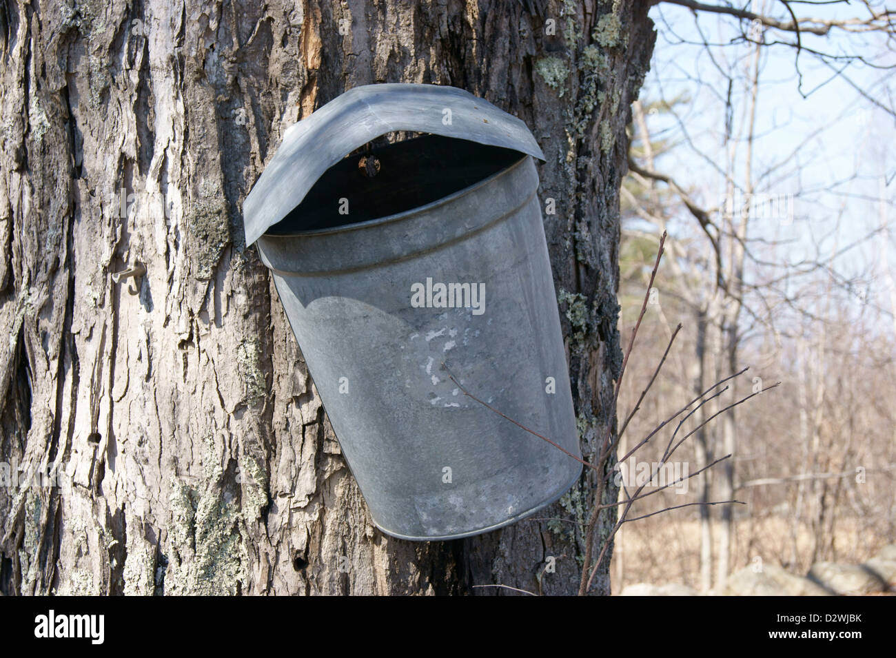 Full-length view of a metal bucket used to collect tree sap to make maple syrup, Maine. Stock Photo