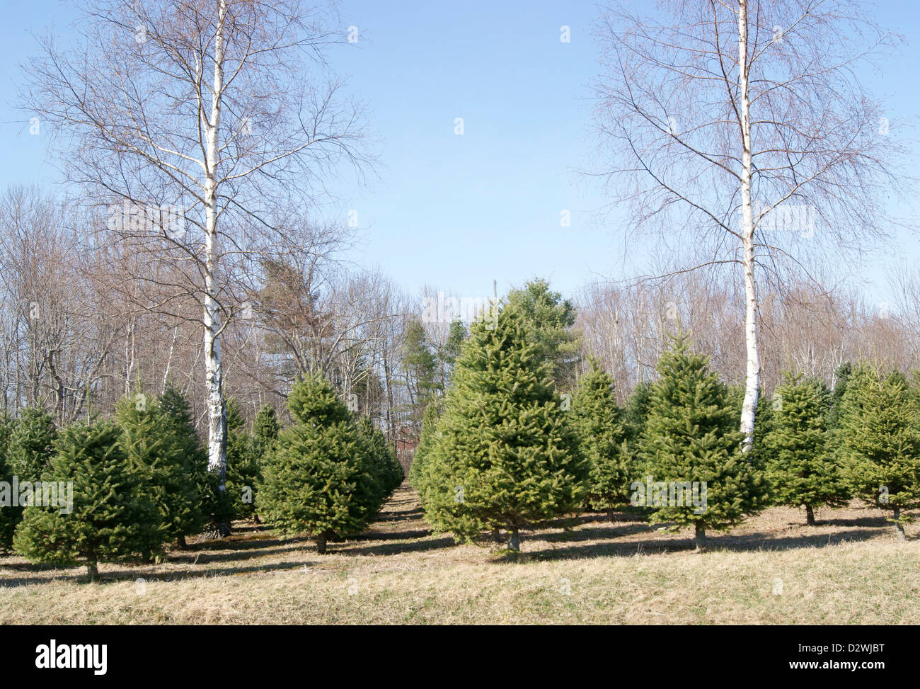 Full-length view of trees growing at a Christmas tree farm in Maine. Stock Photo