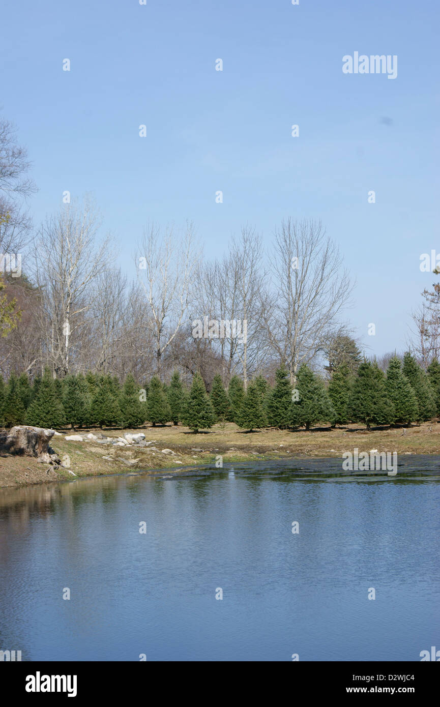 Fulllength view of trees growing at a Christmas tree farm in Maine