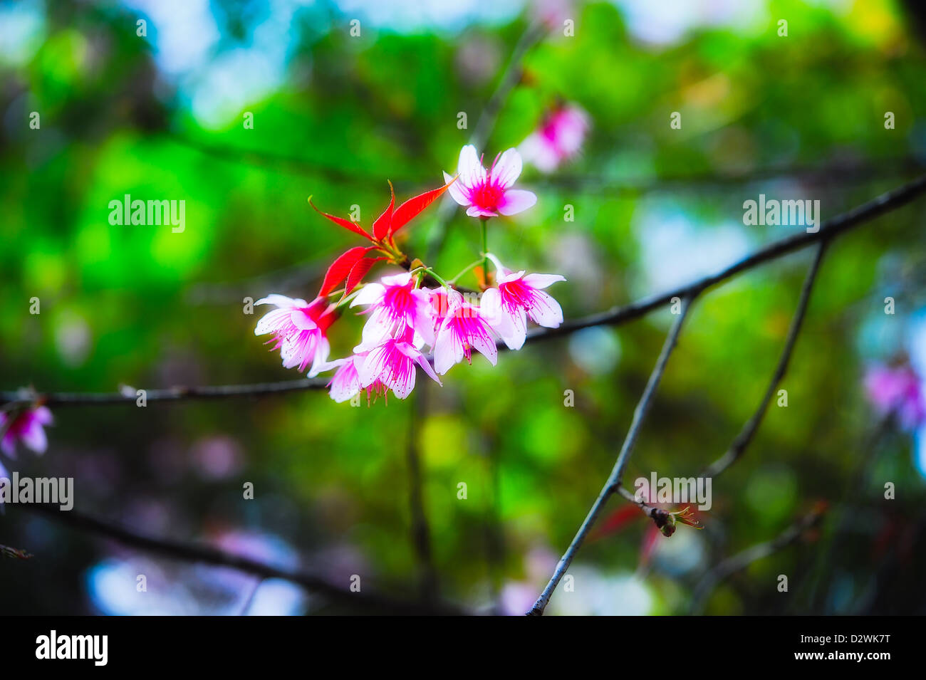 wild himalayan cherry at Doi Angkhang, Chiangmai, Thailand Stock Photo