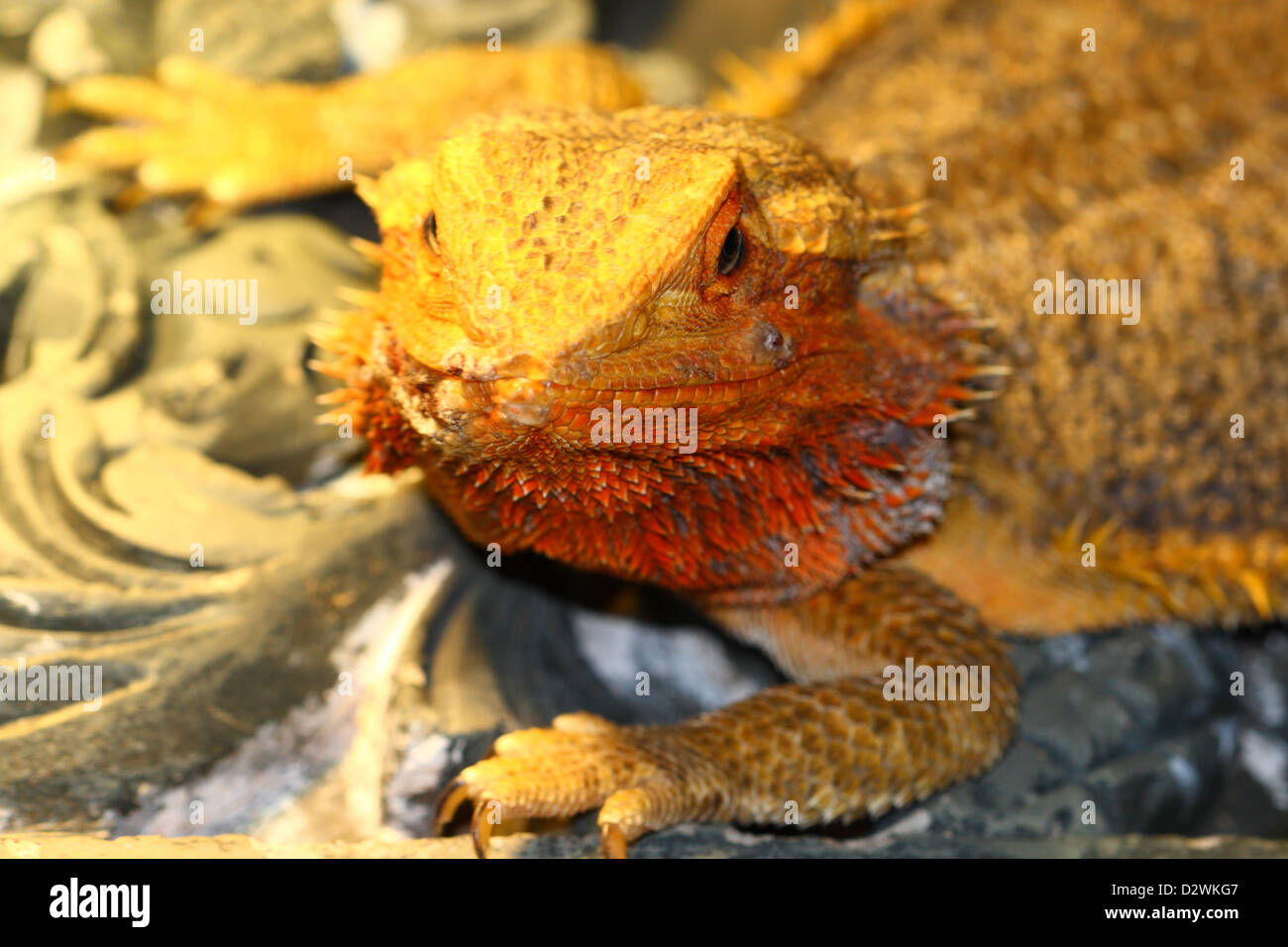 bearded dragon, Pogona vitticeps from australia Stock Photo