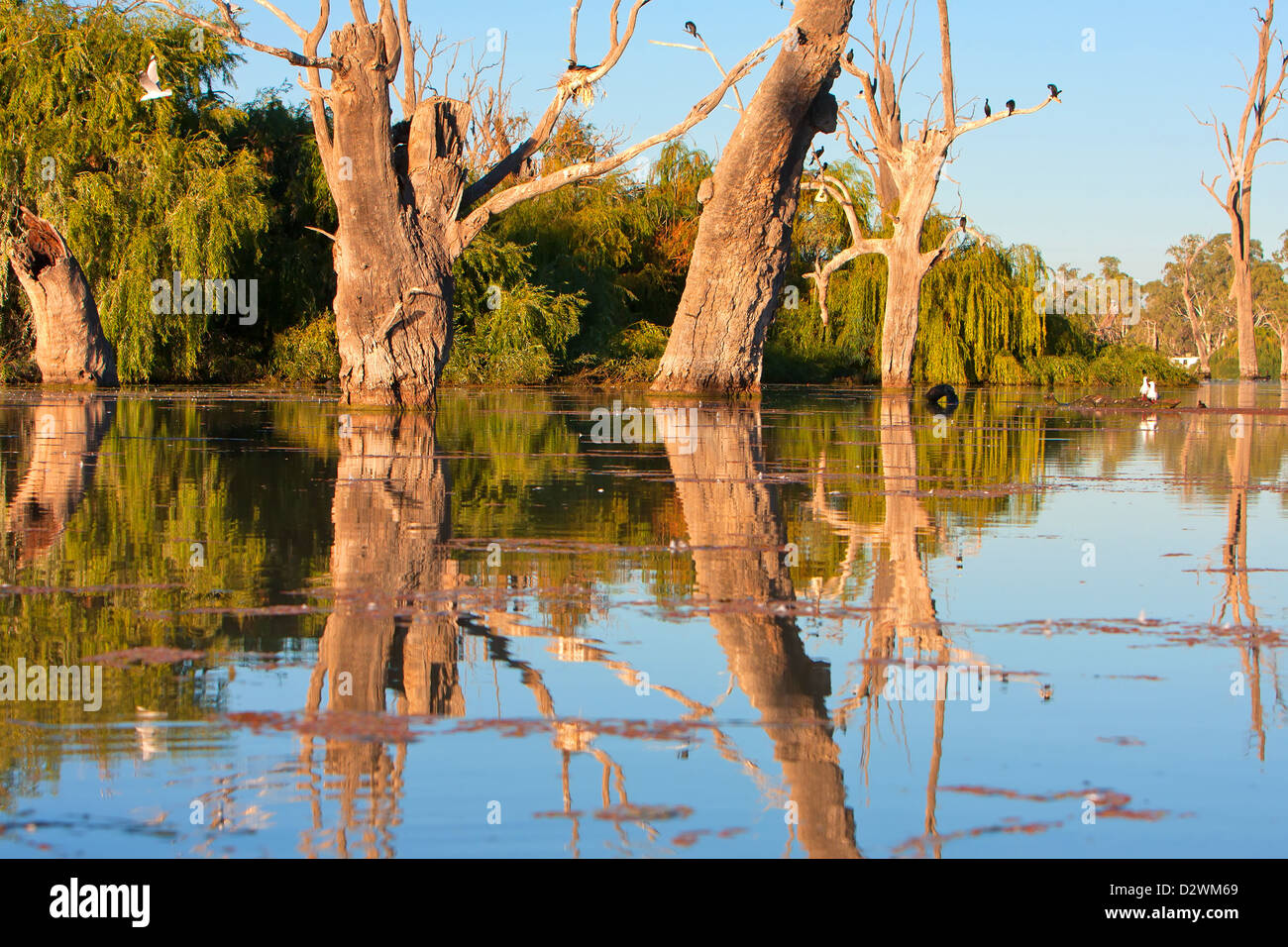 Murray River back water paddling Renmark billabong Riverland South Australia Australian still