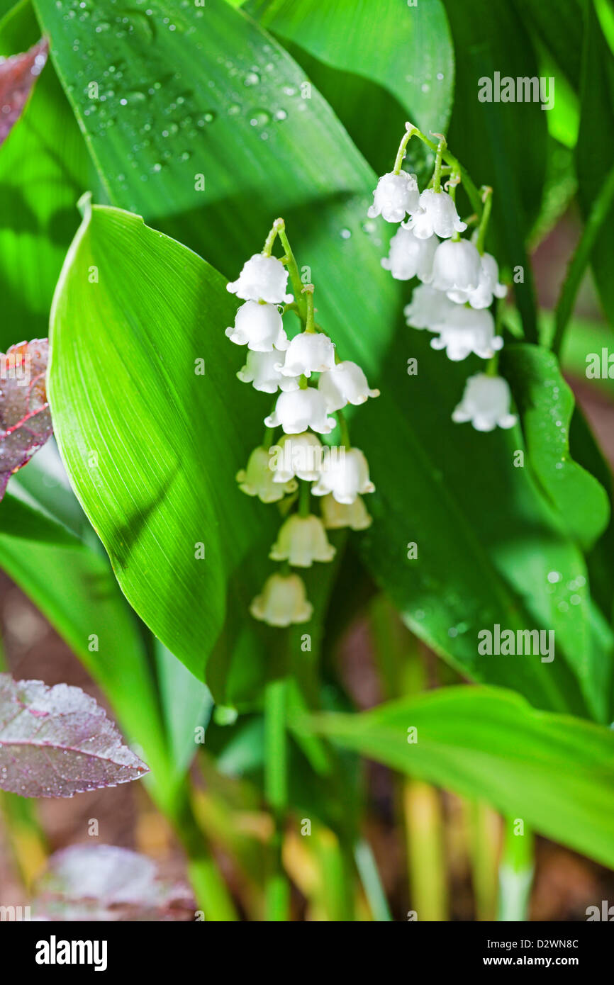 Lily of the Valley in bloom Stock Photo