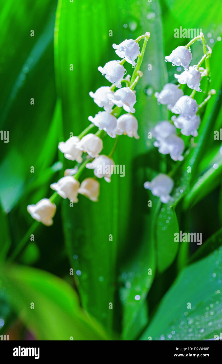 Lily of the valley flowers hires stock photography and images Alamy