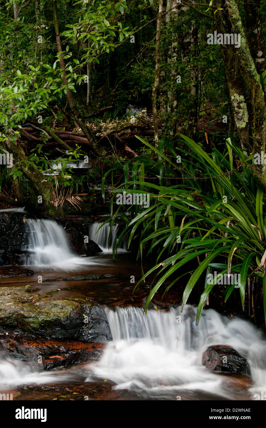 Springbrook National Park, Waterfall Circuit, Gold Coast Hinterland