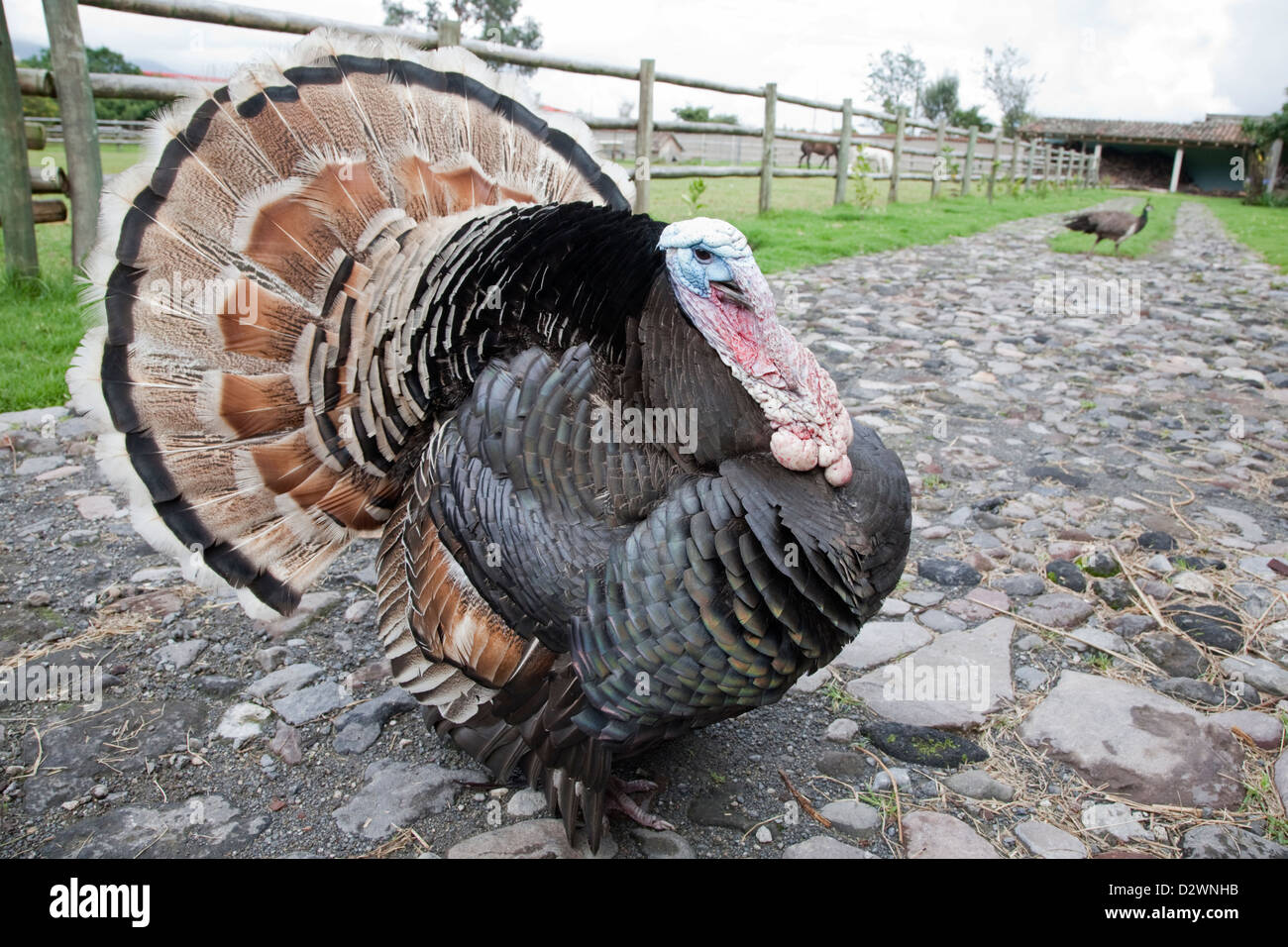 Pet Turkey at Hacienda Cusin in Ecuador Stock Photo Alamy
