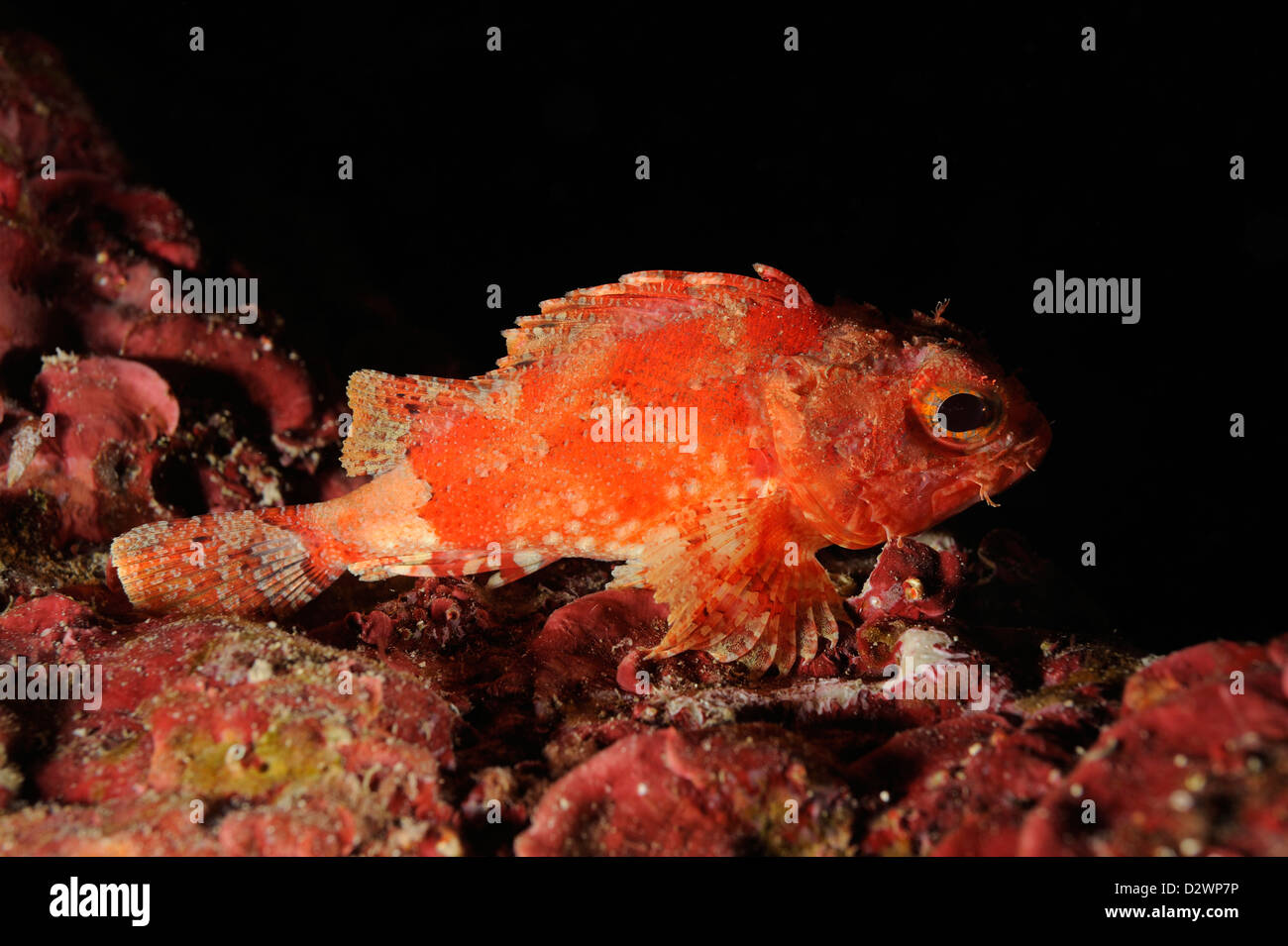 underwater view of small red scorpionfish, Scorpaena notata, Mediterranean Sea, France Stock Photo