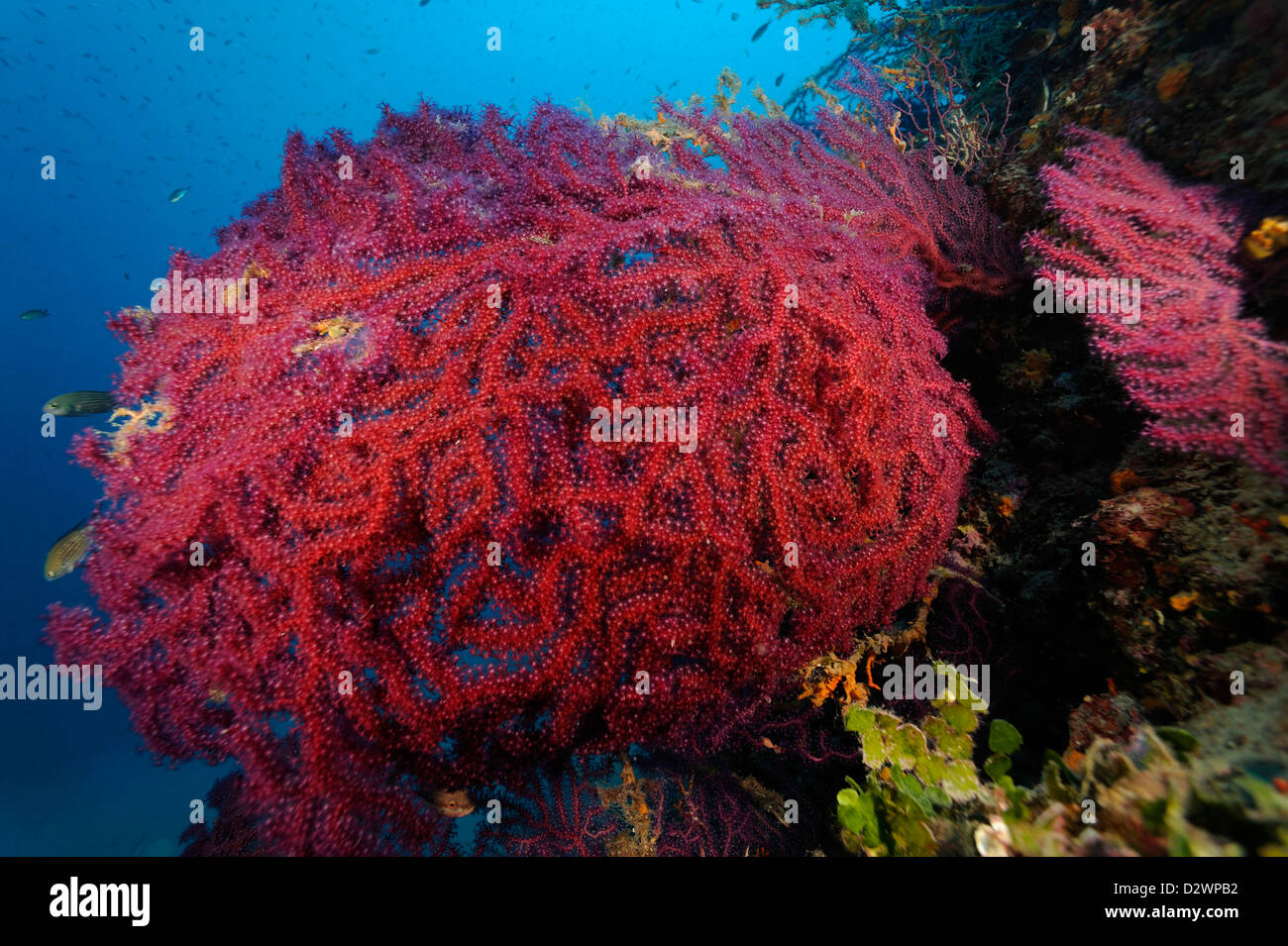 underwater view of red sea fans corals on coral reef, Paramuricea clavata, Mediterranean Sea, France Stock Photo