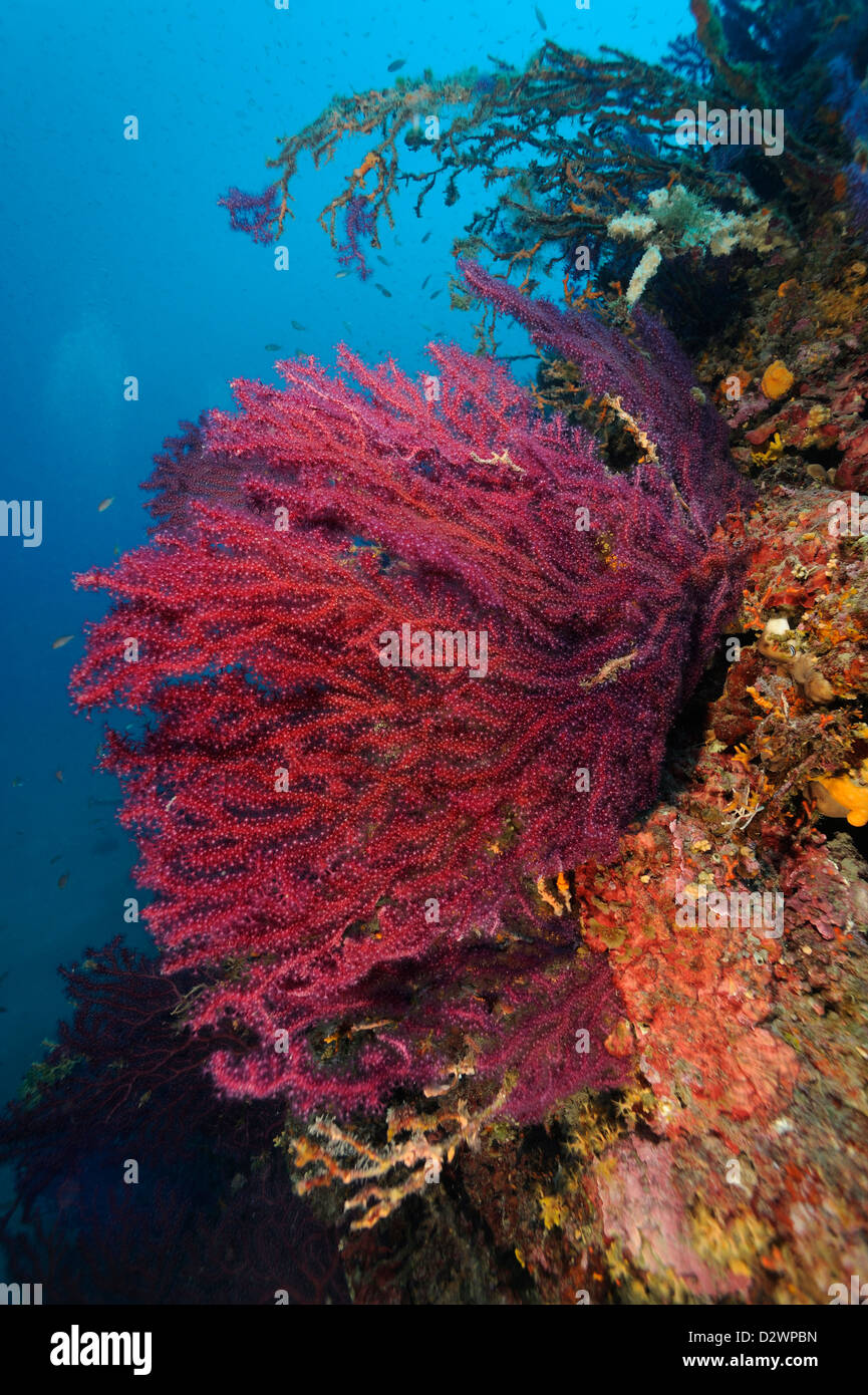 underwater view of red sea fans corals on coral reef, Paramuricea clavata, Mediterranean Sea, France Stock Photo
