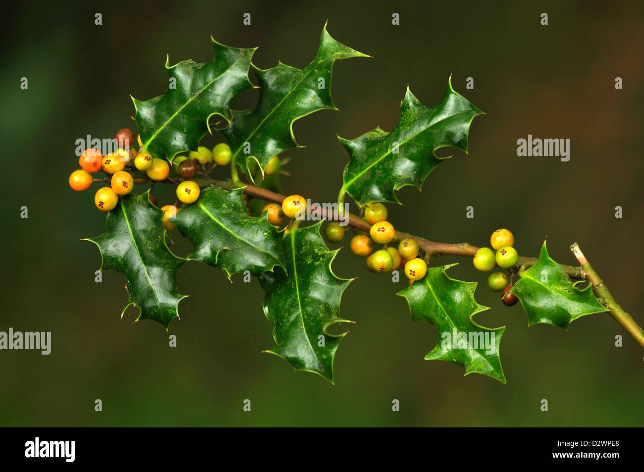 Ripening berries of holly Stock Photo