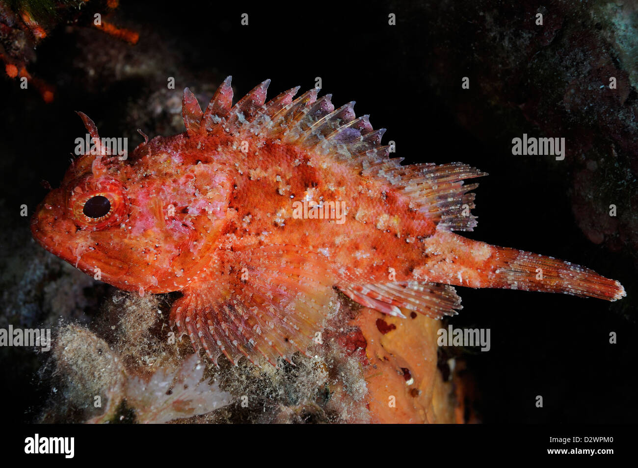 underwater view of small red scorpionfish, Scorpaena notata, Mediterranean Sea, France Stock Photo