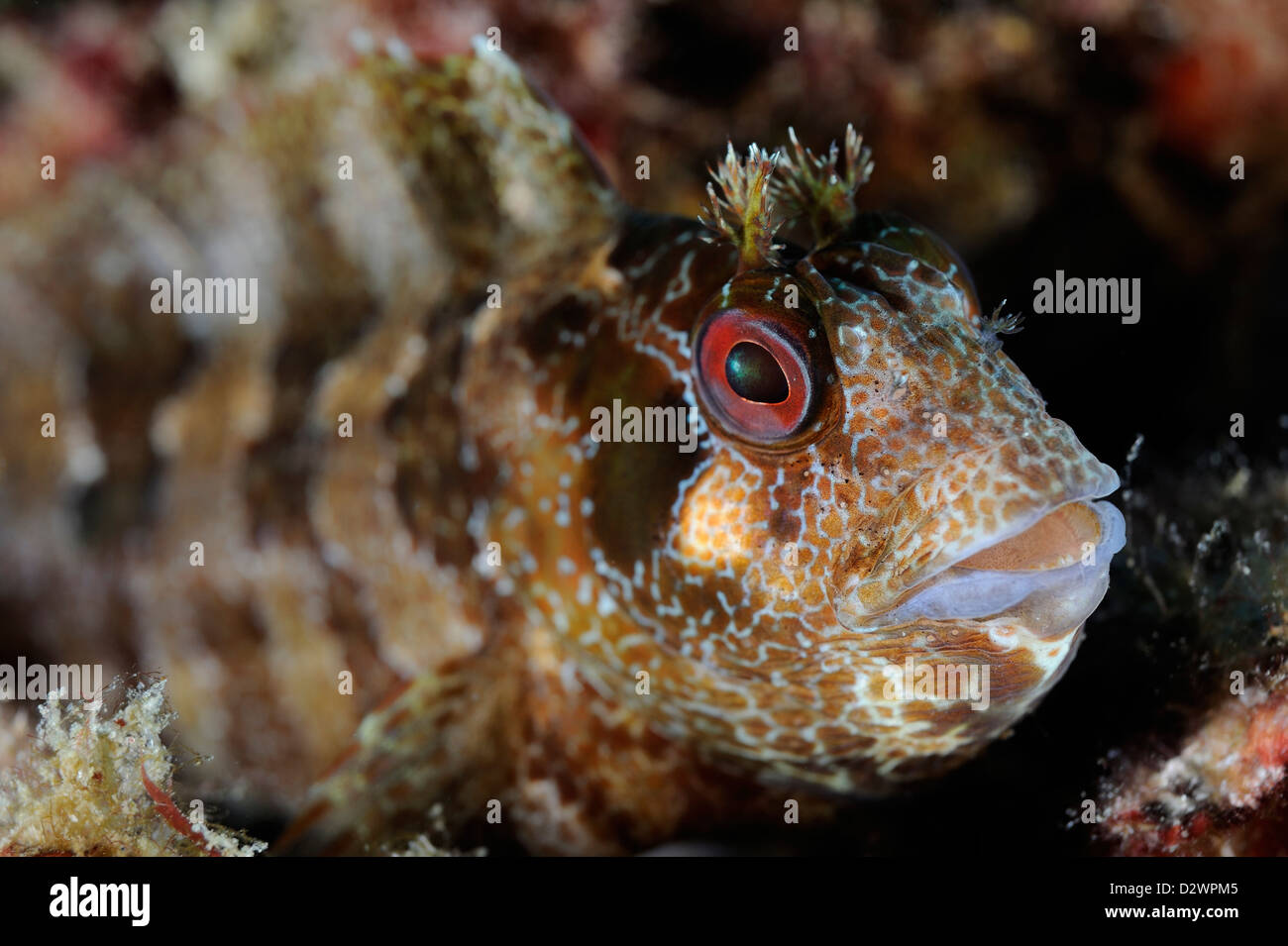 fish underwater view of Blenny, Parablennius incognitus, Mediterranean Sea, France Stock Photo