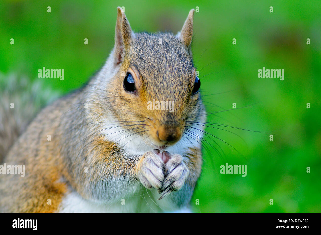 A grey squirrel eating a nut from its paws Stock Photo