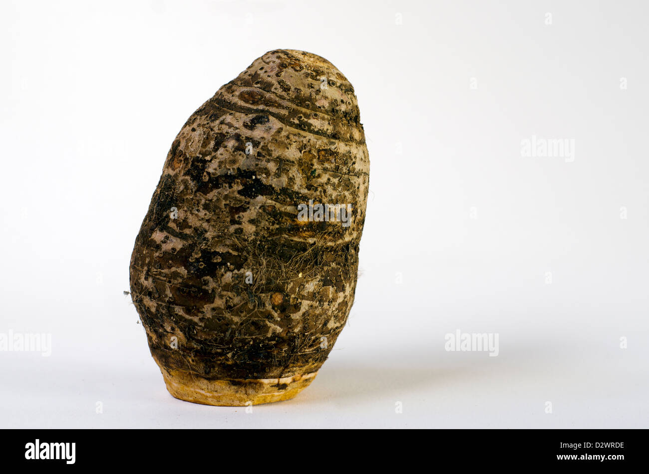 One Yam High Resolution Stock Photography and Images - Alamy