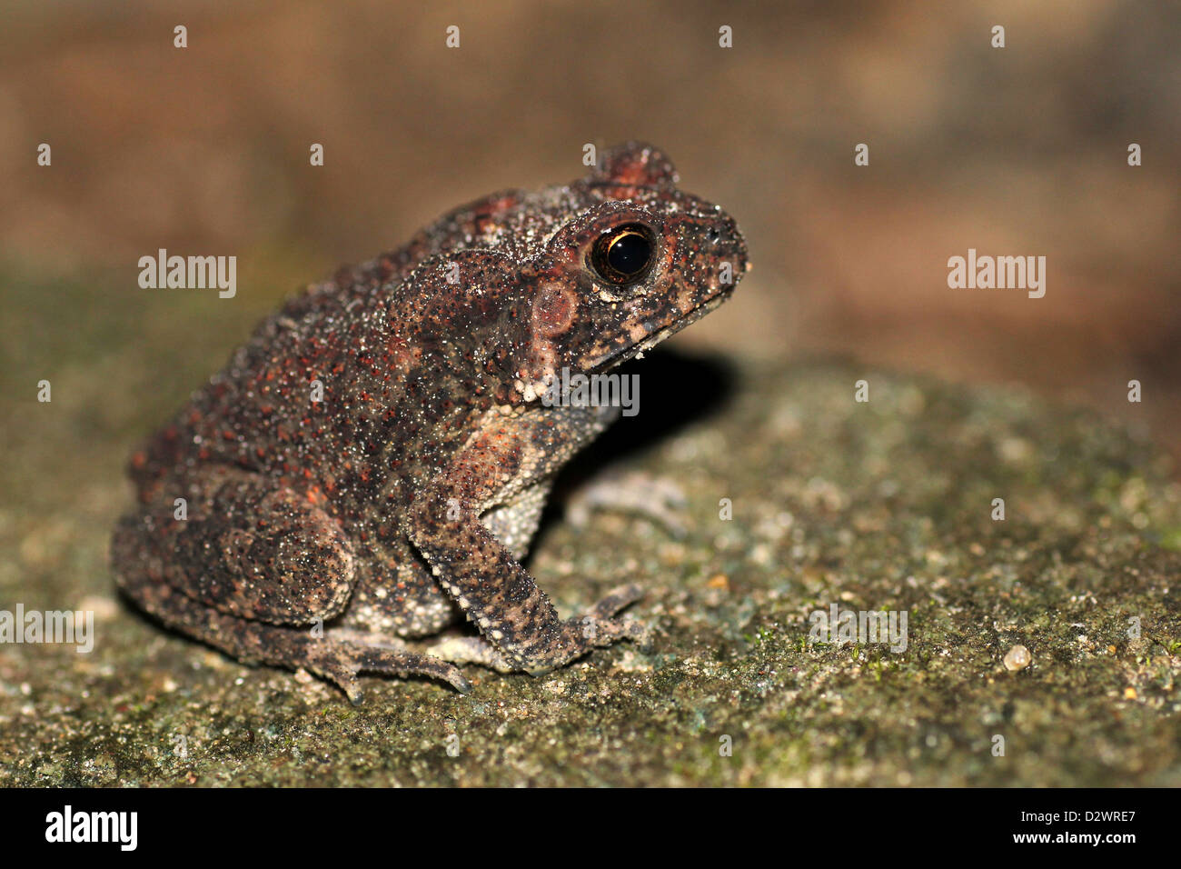 Yala Toad a.k.a. Atukorale’s Dwarf Toad - Bufo atukoralei Stock Photo