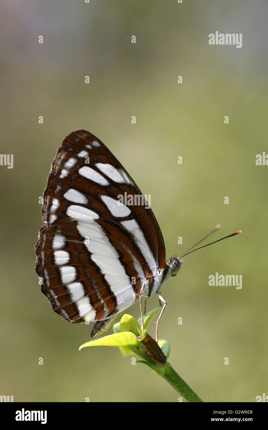 Chestnut-streaked Sailor - Neptis jumbah Stock Photo