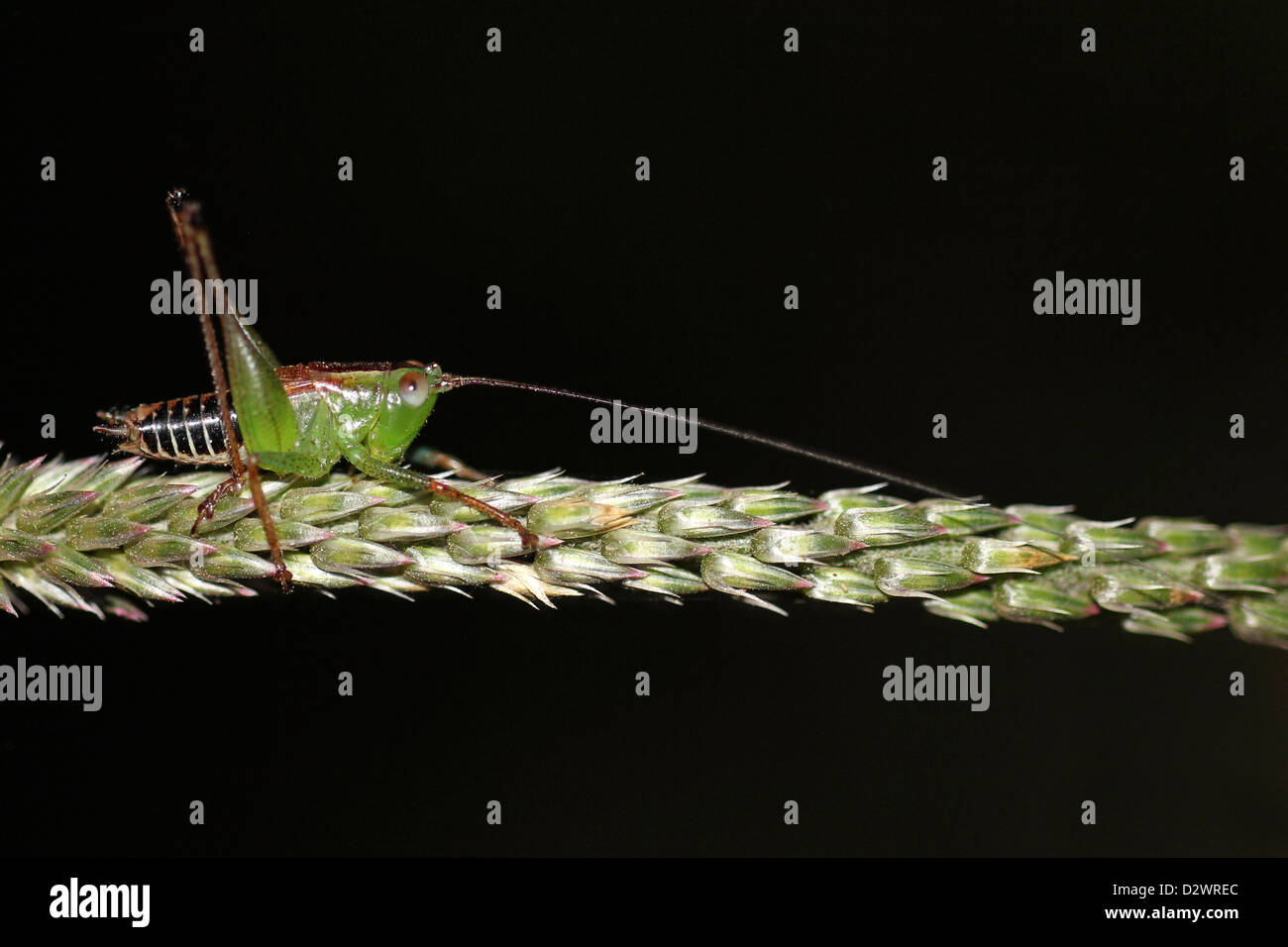 Cricket insect hi-res stock photography and images - Alamy