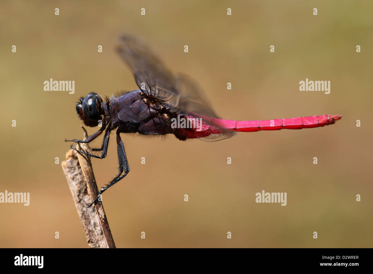Crimson tailed Marsh Hawk Orthetrum pruinosum - male Stock Photo