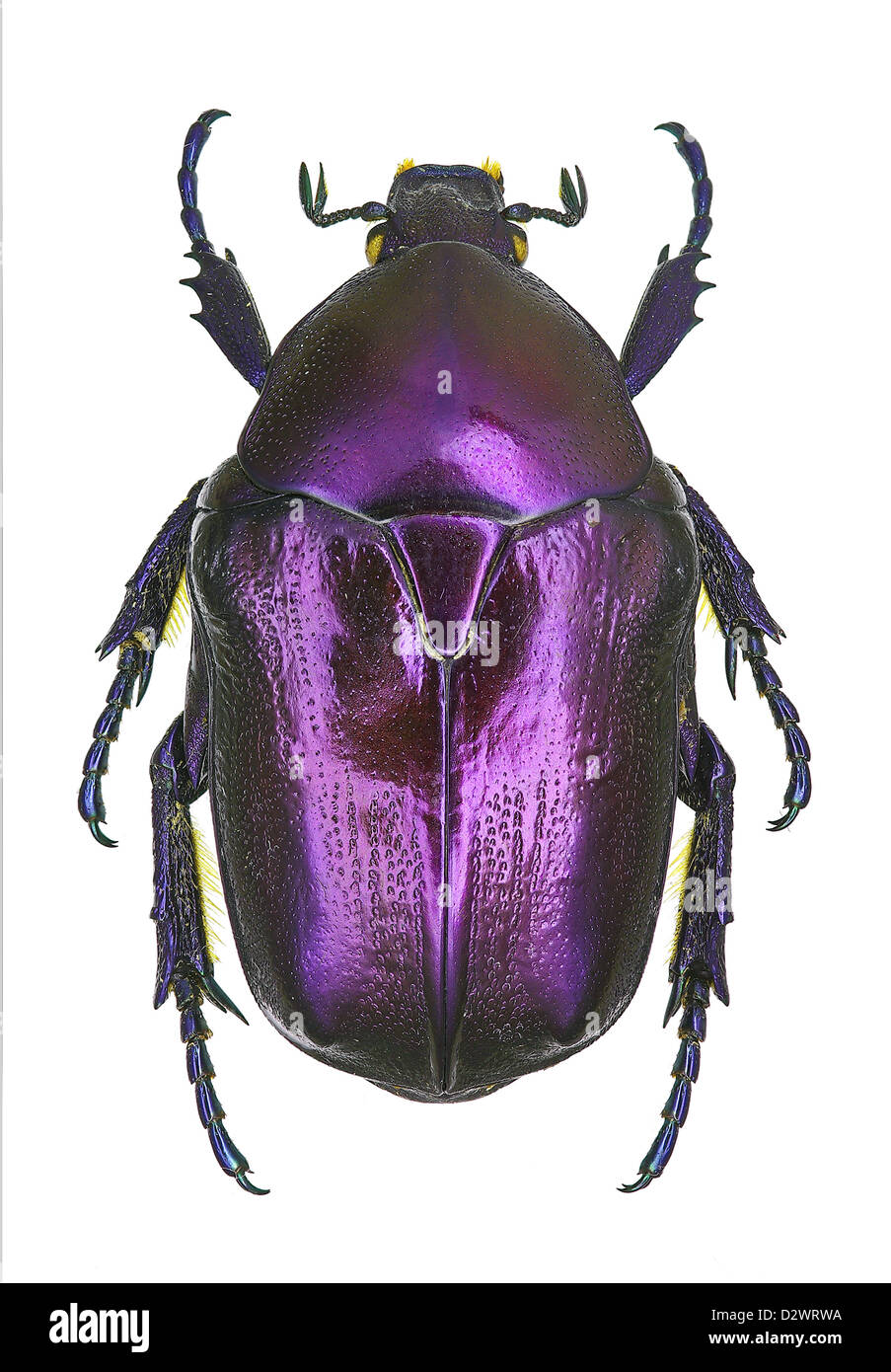 Protaetia (Eupotosia) mirifica, an endangered and protected European beetle Stock Photo