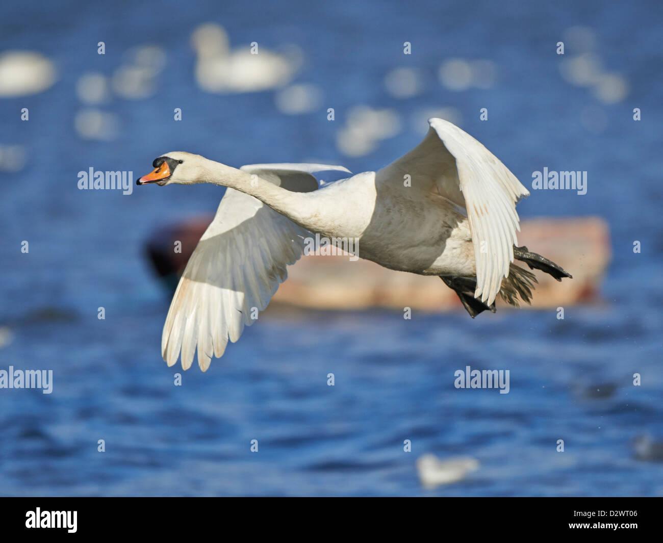 Mute Swan in flight Stock Photo Alamy