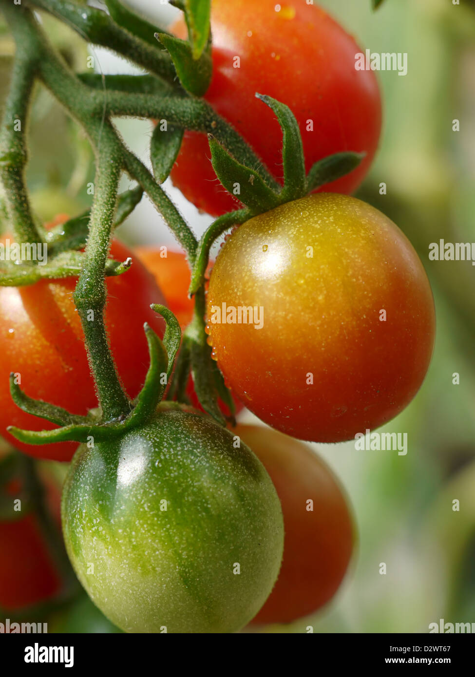 Bunch of tomatoes ripening on shrub Stock Photo - Alamy