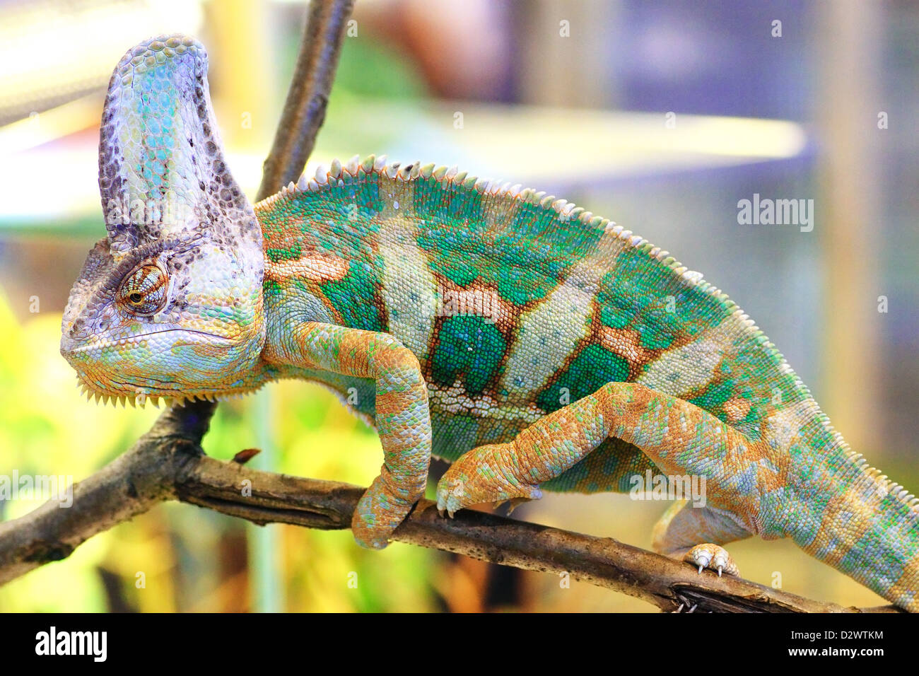 A veiled chameleon (Chamaeleo calyptratus) walking on a branch Stock