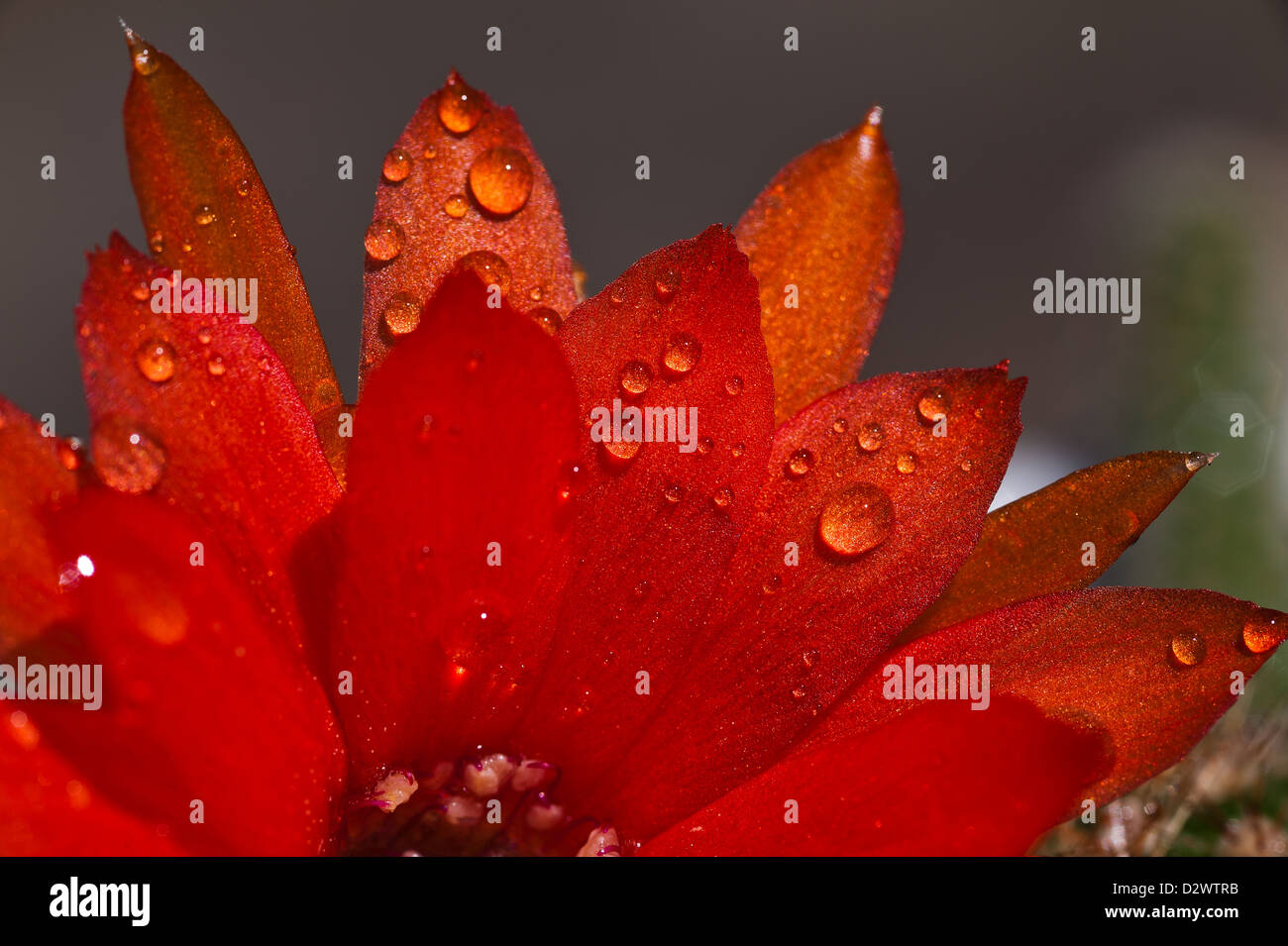 red cactus flower covered in water droplets rain bright petals against darker background Stock Photo
