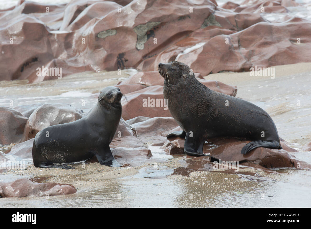 Cape Fur Seals at Cape Cross in Namibia Stock Photo