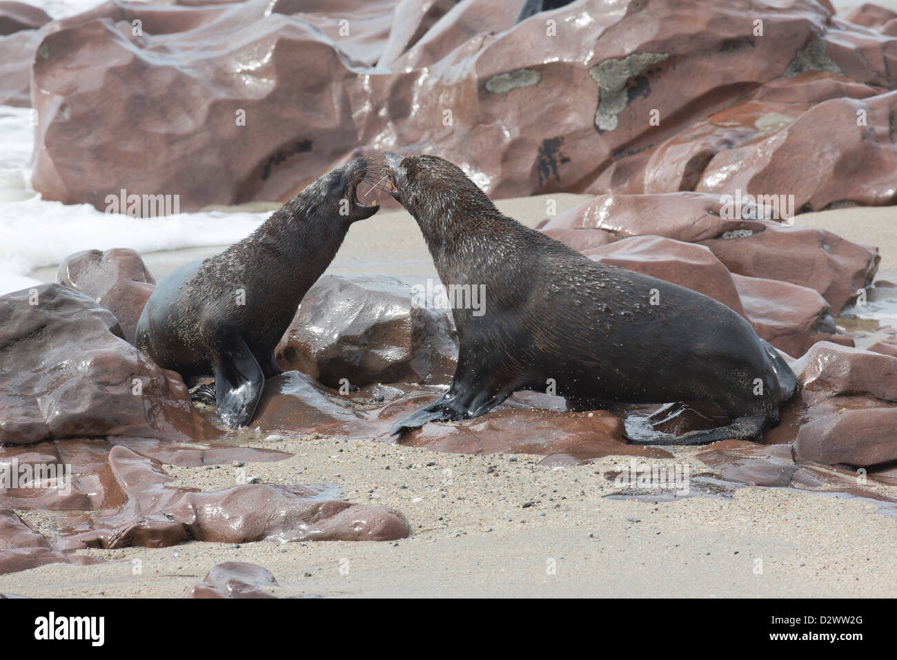 Squabbling Cape Fur Seals at Cape Cross in Namibia Stock Photo
