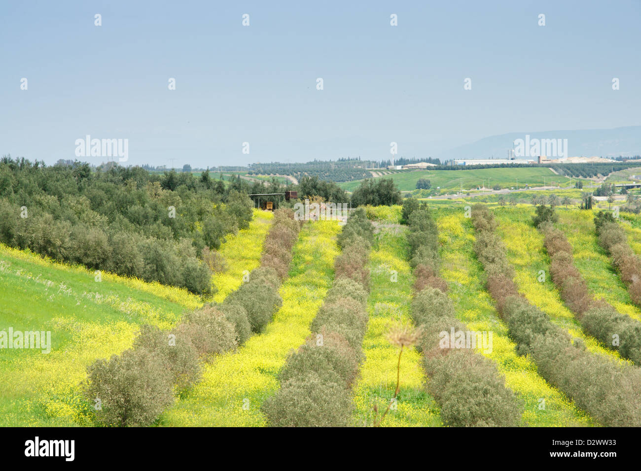 Israel. Fields in the Jordan Valley River. A Israeli village in the