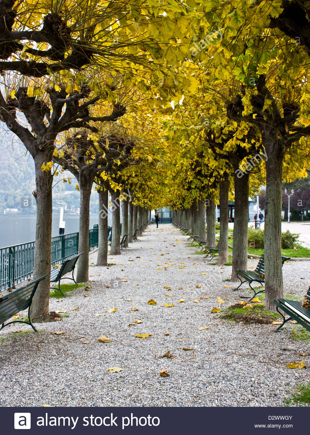Two Trees Growing Together Stock Photos & Two Trees Growing Together