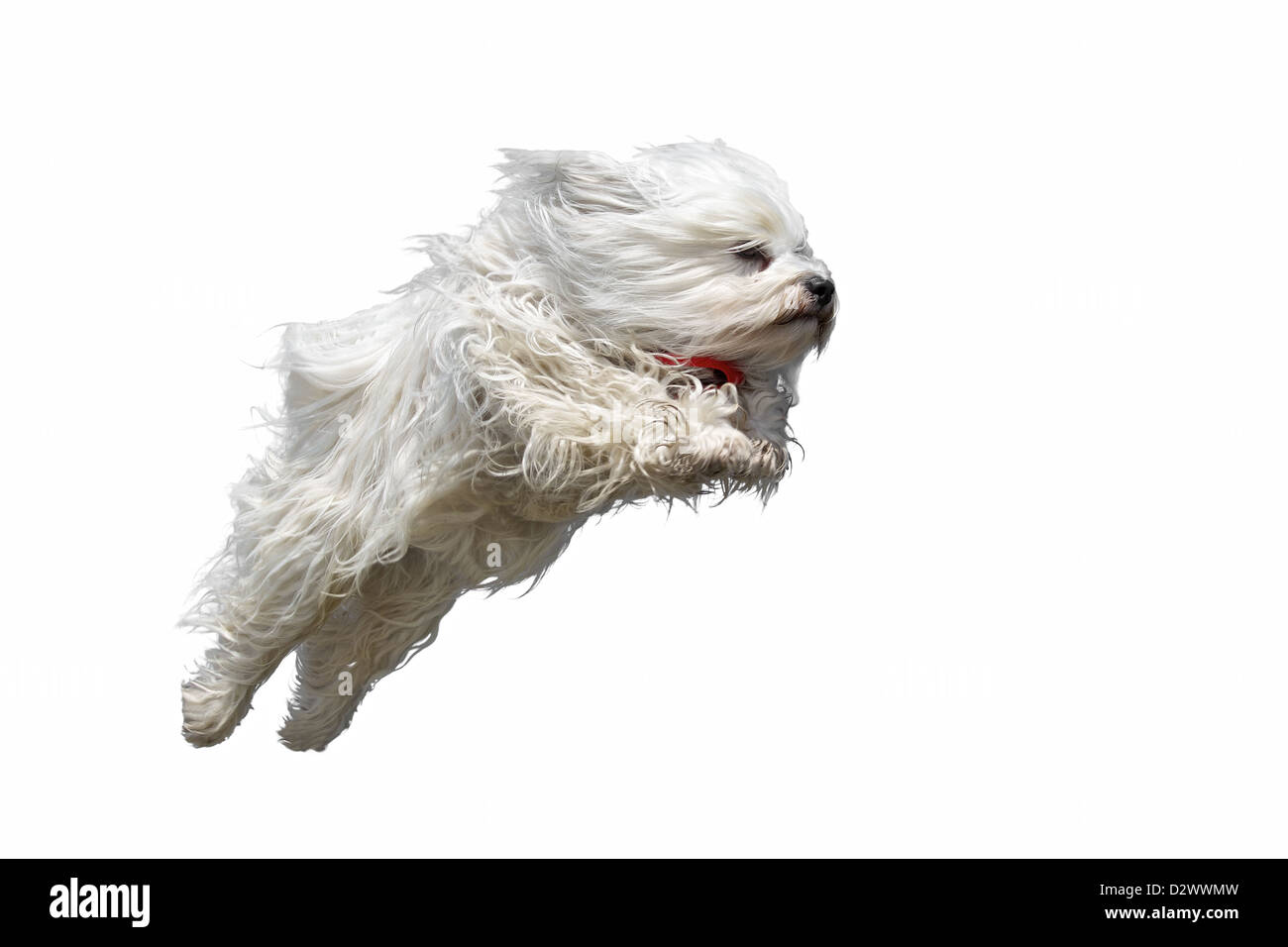 Long haired white dog breed (Havanese) flies straight with a red scarf in the air. Isolated on white background. Stock Photo