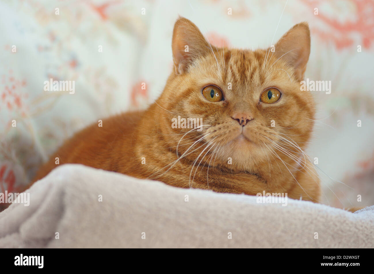 Ginger british shorthair male cat tomcat Stock Photo