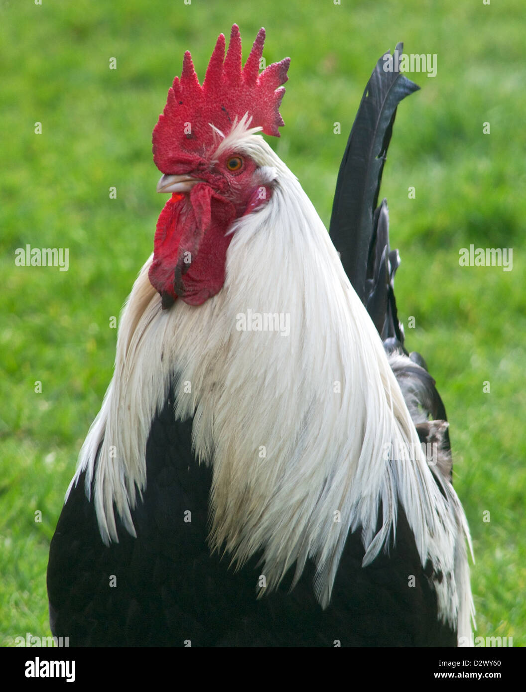 Black and White Silver Dorking Cockerel with lawn in background. taken March 2011 in Berkshire UK Stock Photo