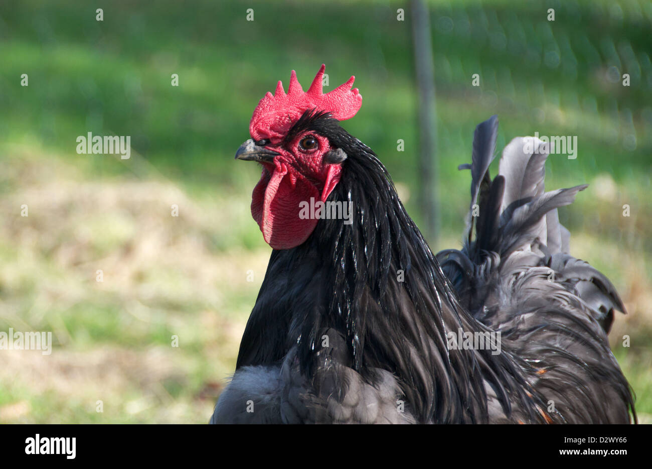 Black Orpington Cockerel  Stock Photo