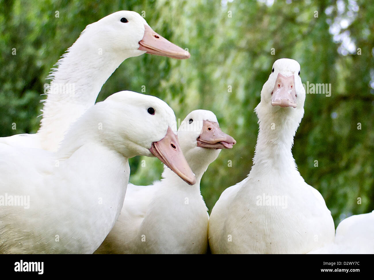 Four Aylesbury ducks look at the camera, one sticks its tongue out