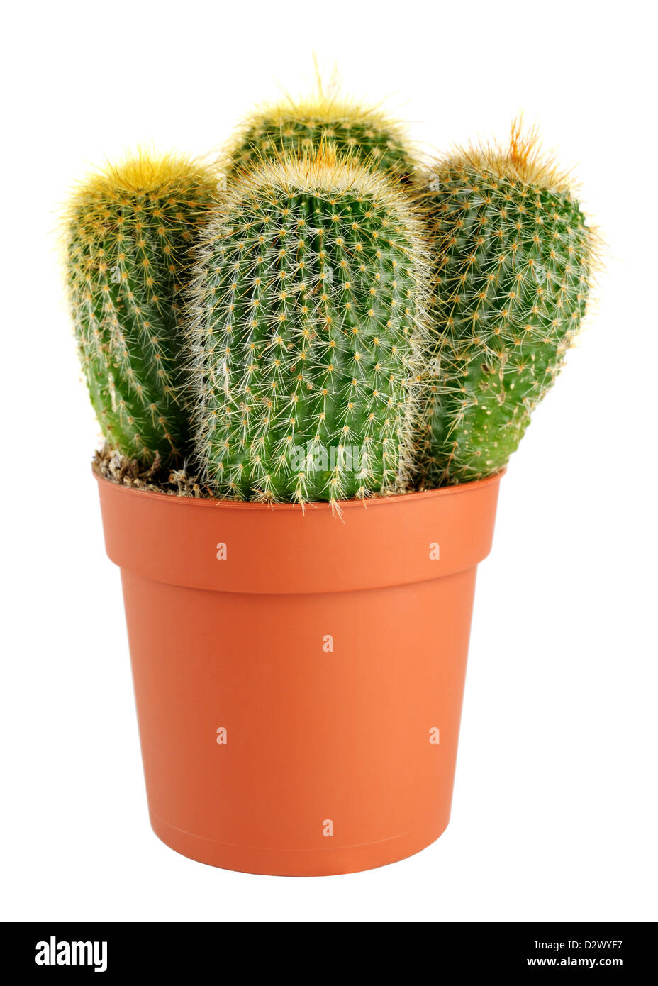 Cactus in pot isolated on white background Stock Photo - Alamy