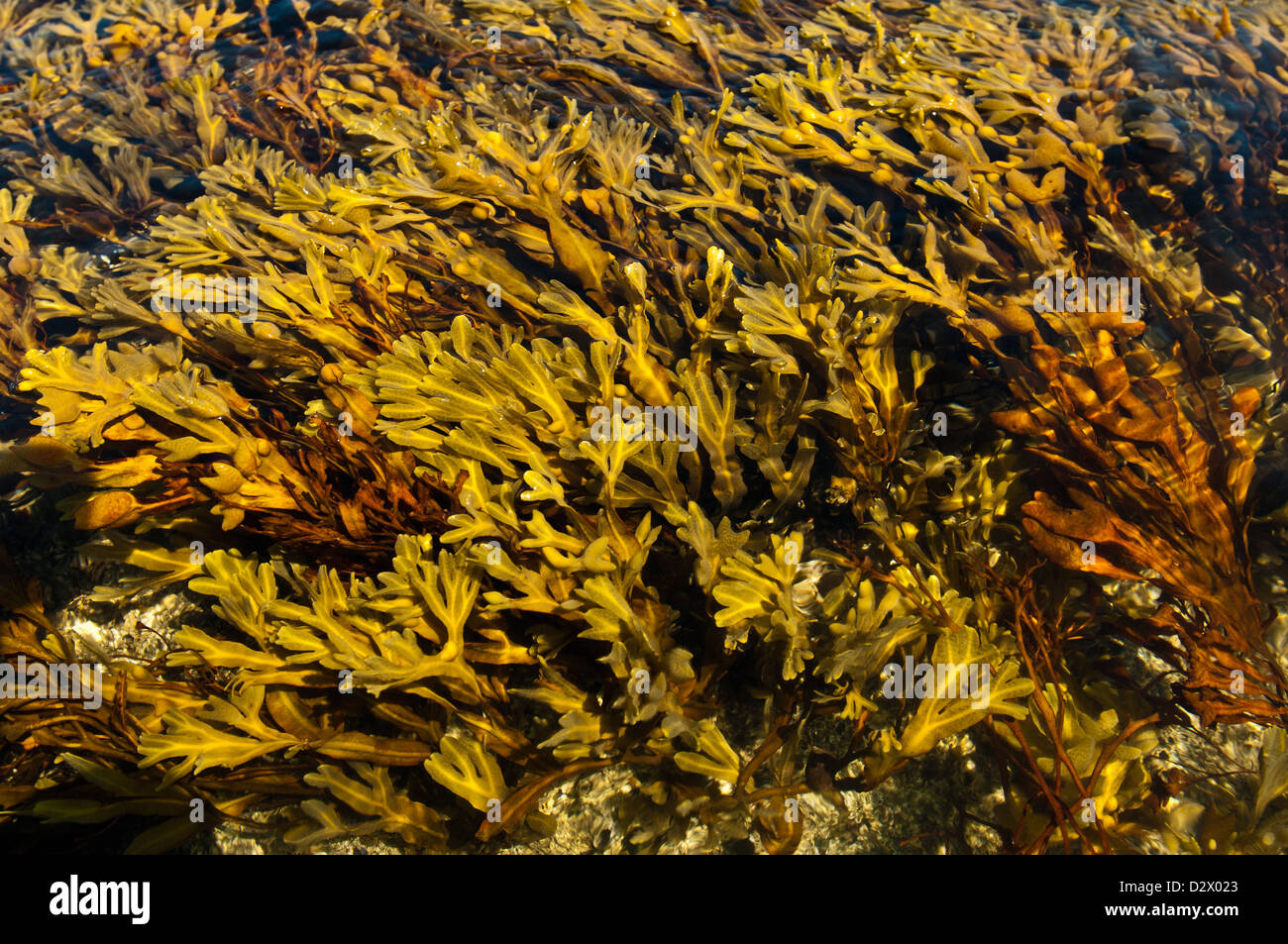 Seaweed at low tide near Winthrop Massachusetts Stock Photo