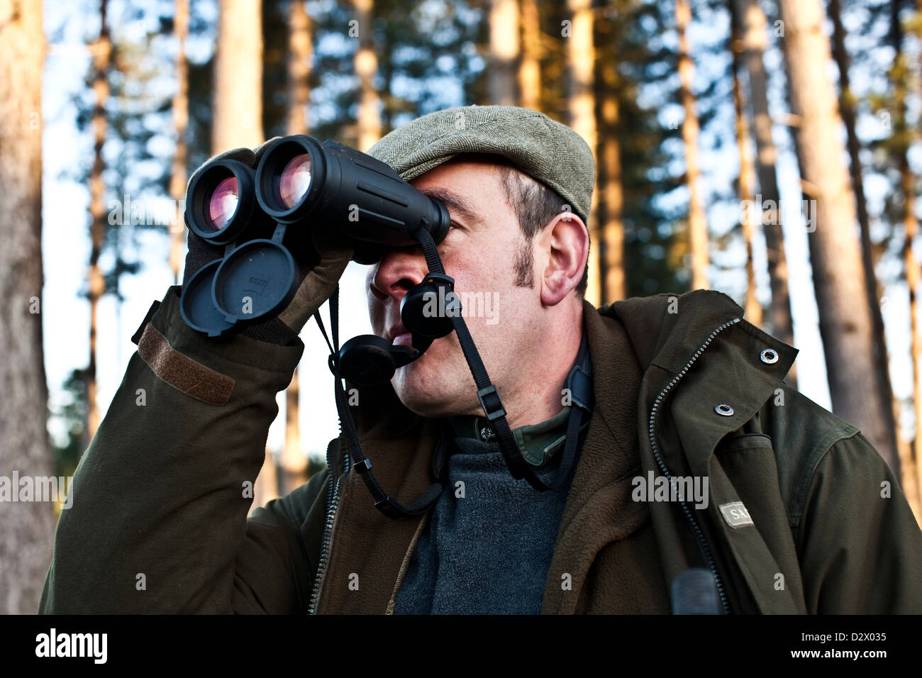 Deer hunter with binoculars in Thetford forest, UK Stock Photo